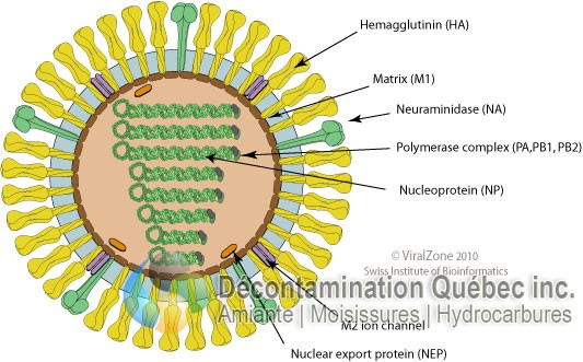 Décontamination Qc