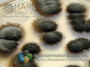 Décontamination Qc